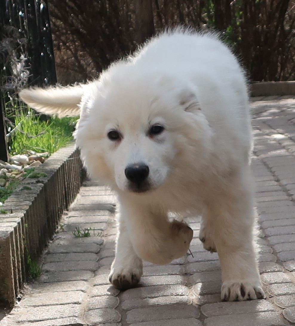 Weiße Schäferhunde von Tirol - Weißer Schäferhund Welpe - Welpen aus ...